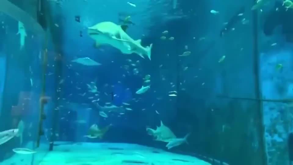 米老鼠和唐老鸭大冒险